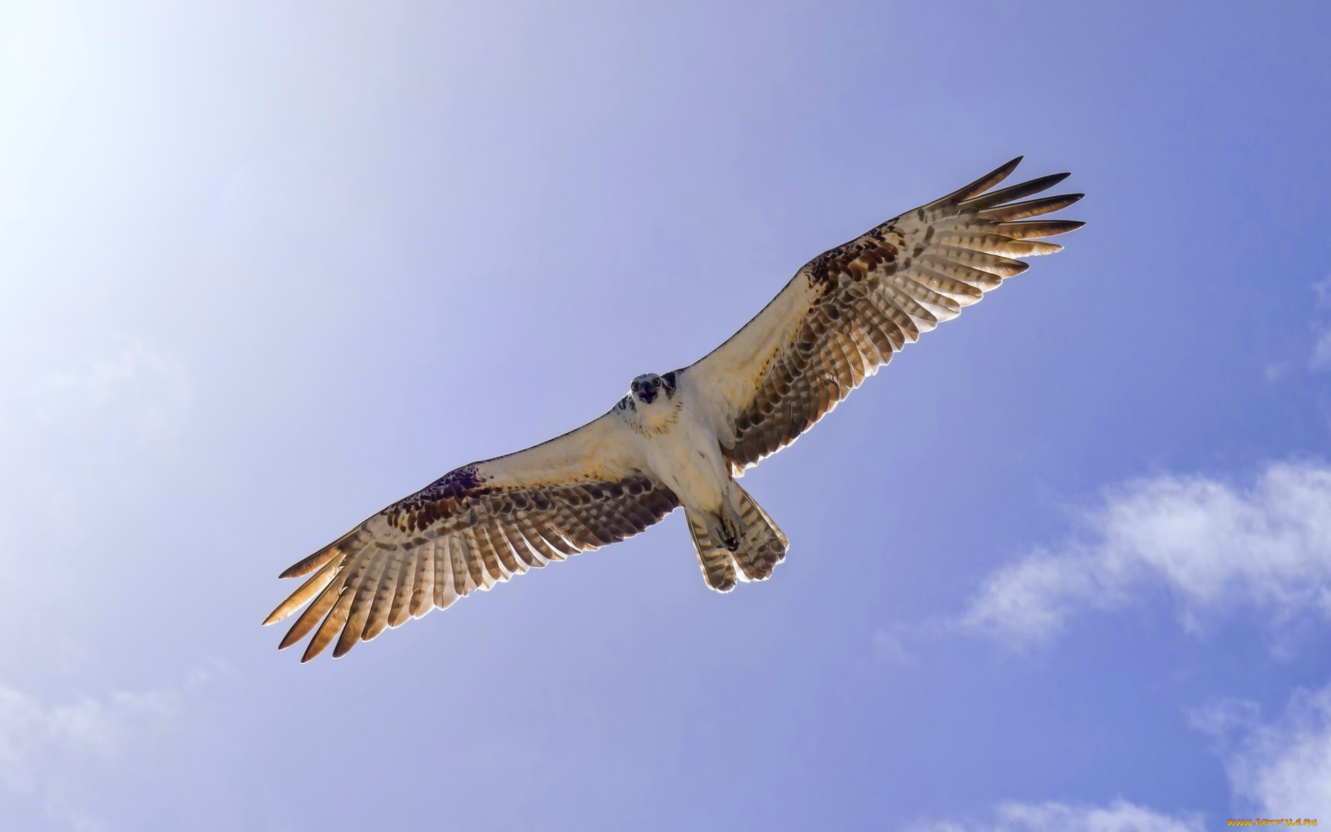 , , , , , , osprey